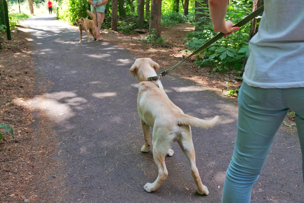 По какой причине собака лает на других собак По какой причине собака лает на других собак