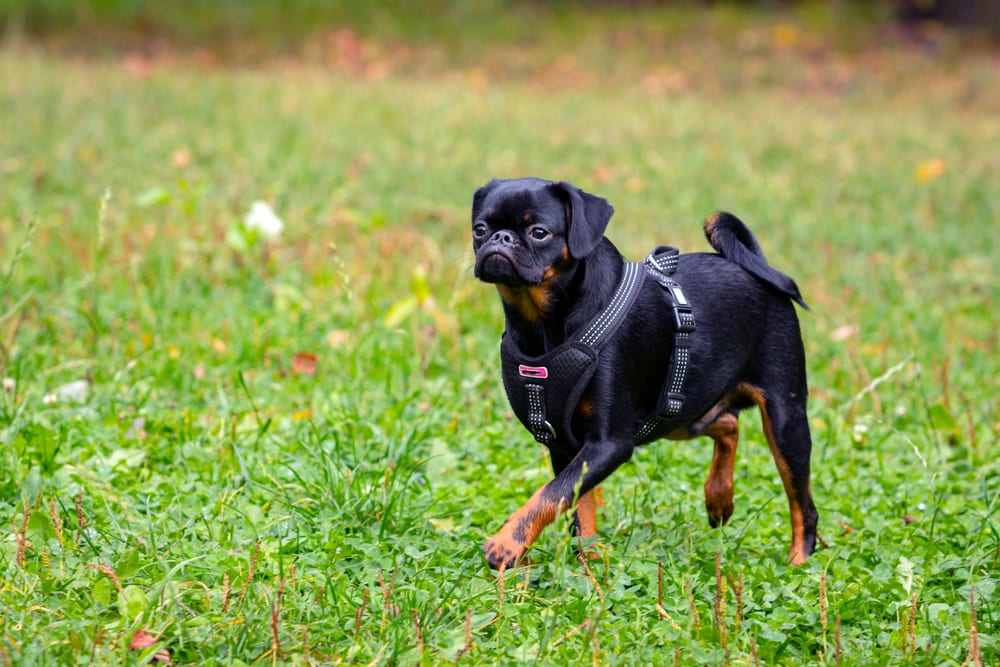 Так выглядит пти-брабансон