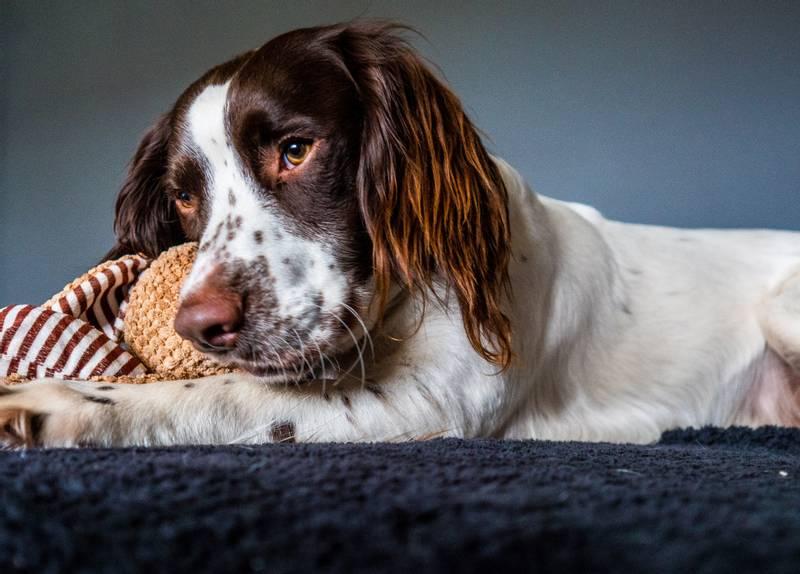 Большие породы вислоухих собак: английский спрингер-спаниель Большие породы вислоухих собак: английский спрингер-спаниель