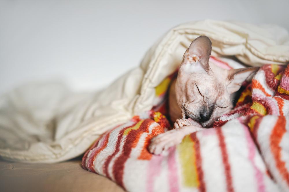 Противопоказания к купанию сфинкса