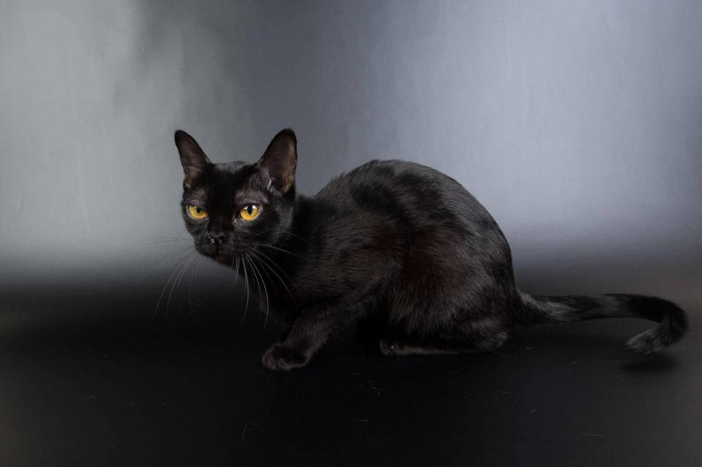 Гладкошерстные породы кошек: бомбейская Гладкошерстные породы кошек: бомбейская