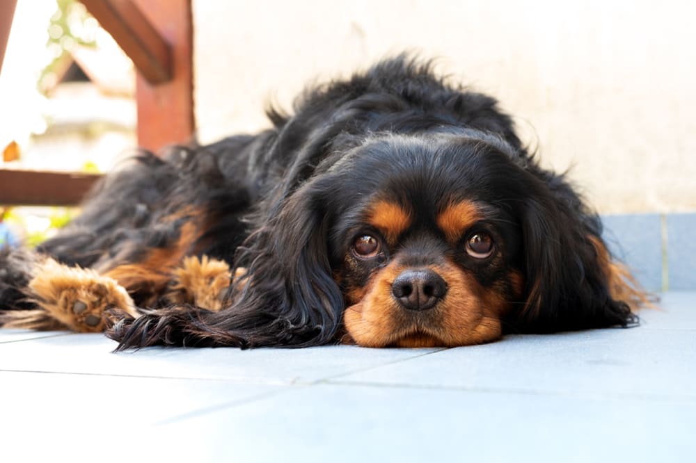 Нужно следить, сколько весит кавалер-кинг-чарльз-спаниель, по мере взросления