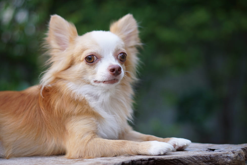 Питание чихуахуа должно быть сбалансированным