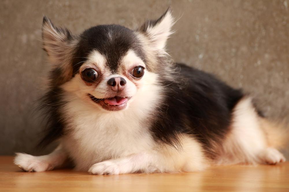 Внешность чихуахуа типа кобби