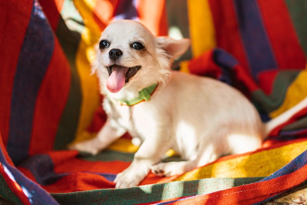 Здоровье чихуахуа