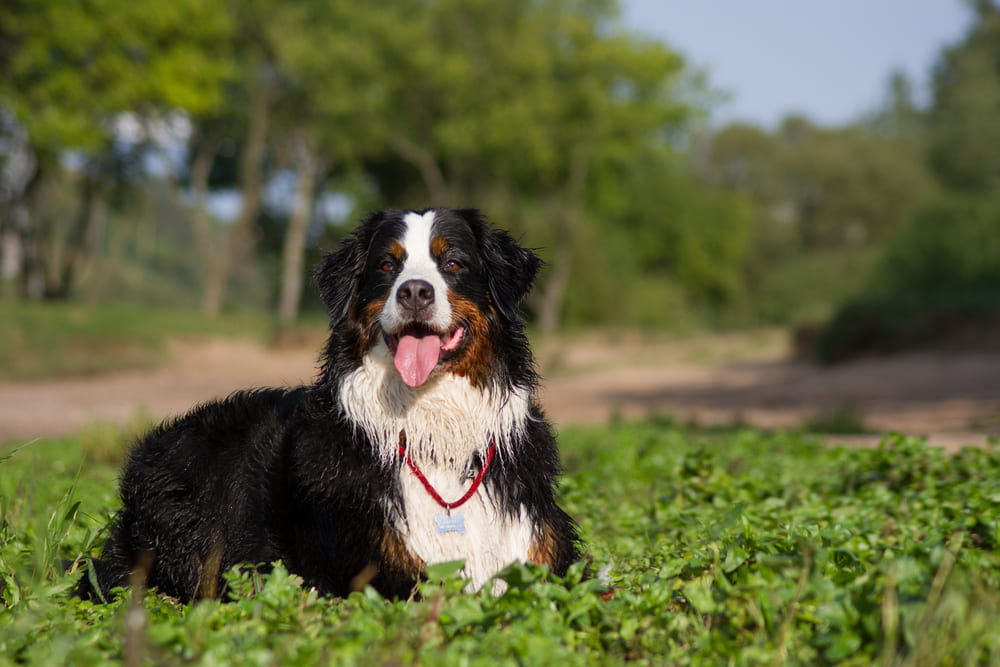 Шерсть бернского зенненхунда требует ухода