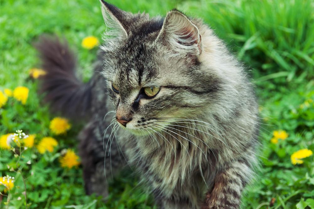 Пушистые зеленоглазые кошки: сибирская Пушистые зеленоглазые кошки: сибирская