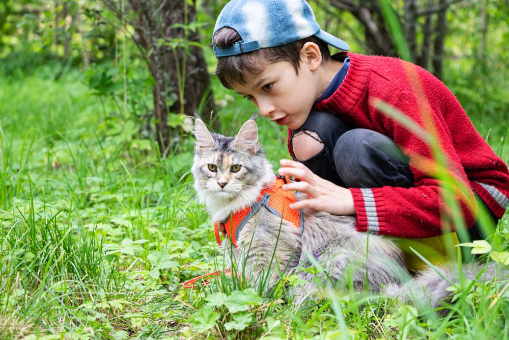 Кошки, подходящие для детей-дошкольников: мейн-кун