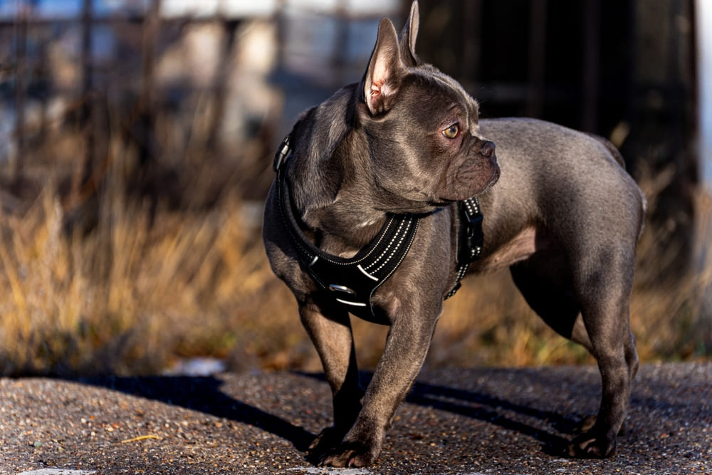 Питание французского бульдога должно быть сбалансированным