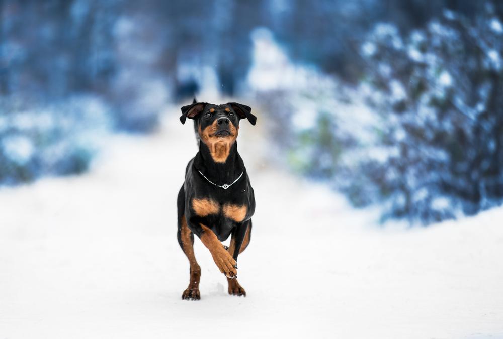 История происхождения породы немецкий пинчер