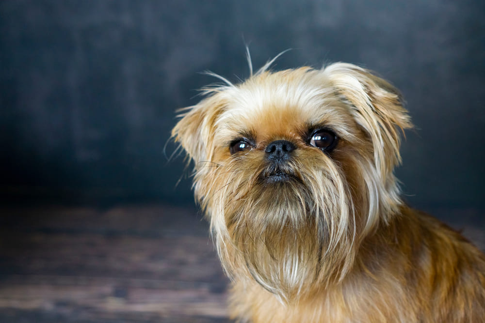 Вязку гриффона нужно проводить по достижении им взрослого возраста