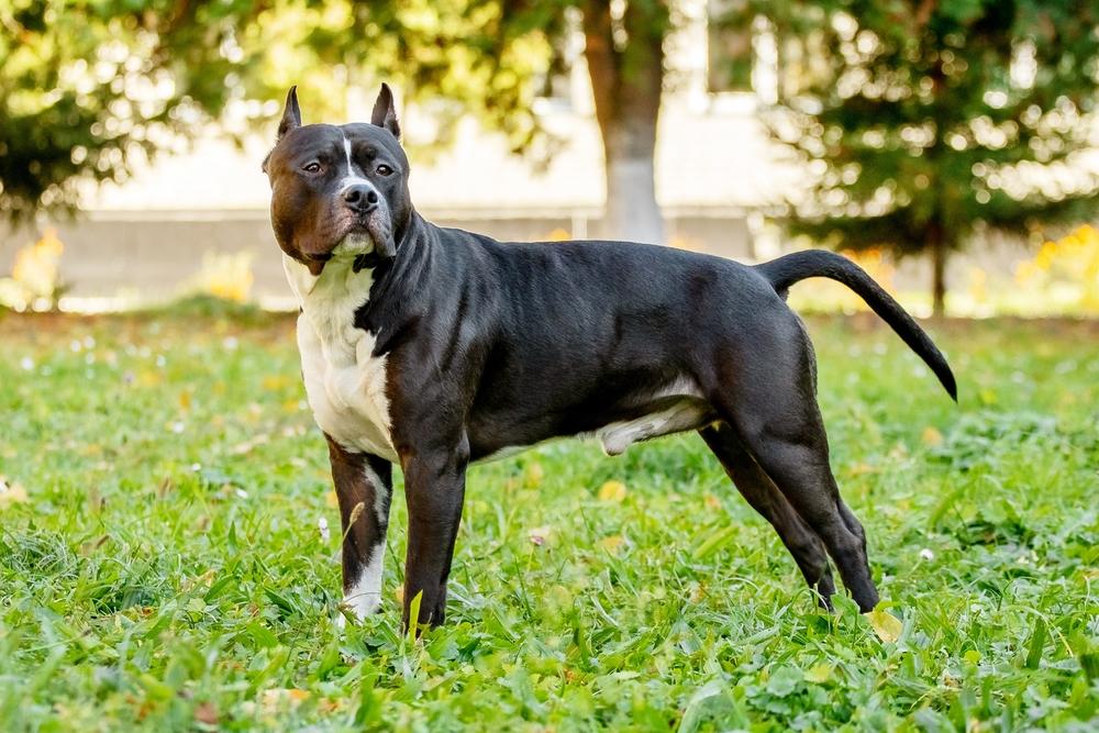 Амстафф более усерден в работе, чем питбультерьер 