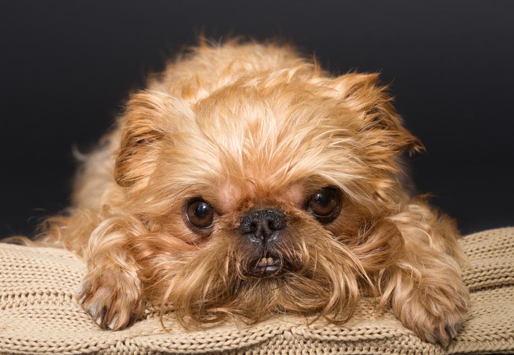 Советы по выбору щенка брюссельского гриффона