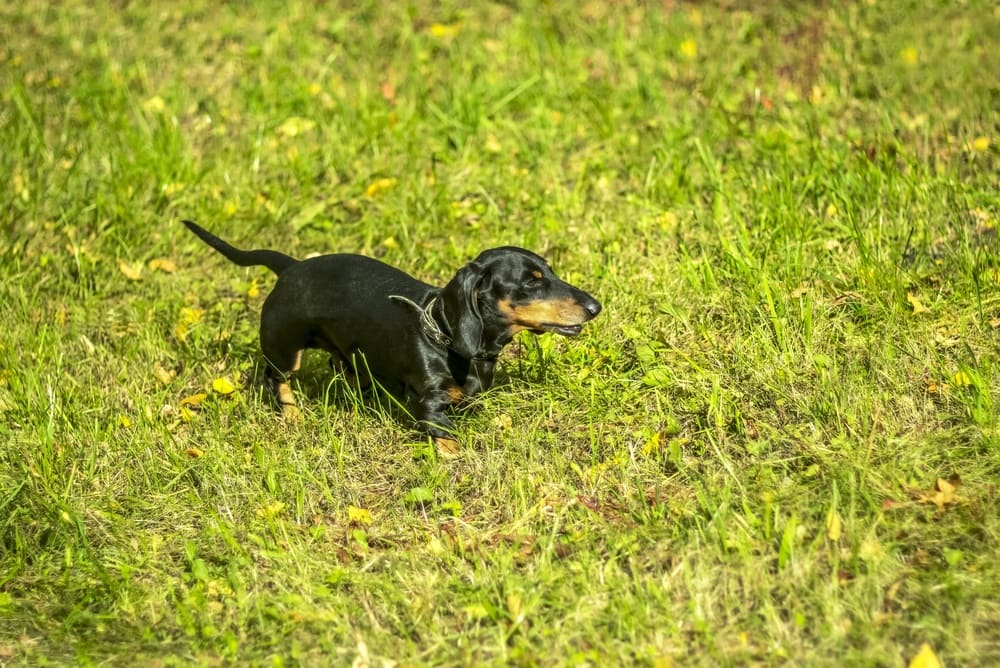Таксы имеют предрасположенность к эпилепсии