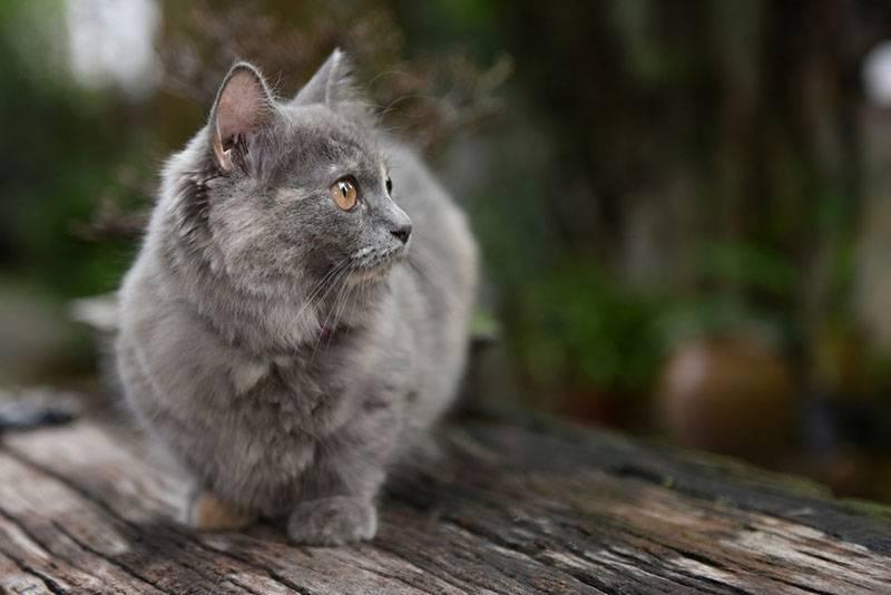 Самые милые породы кошек: манчкин Самые милые породы кошек: манчкин