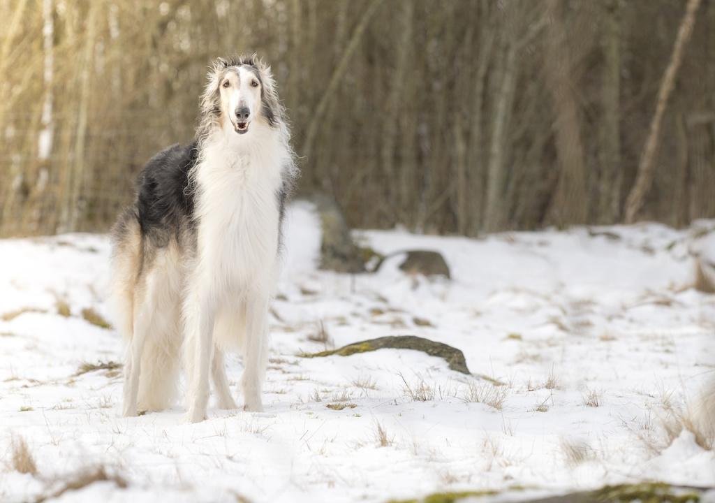 Молчаливые породы собак: русская псовая борзая