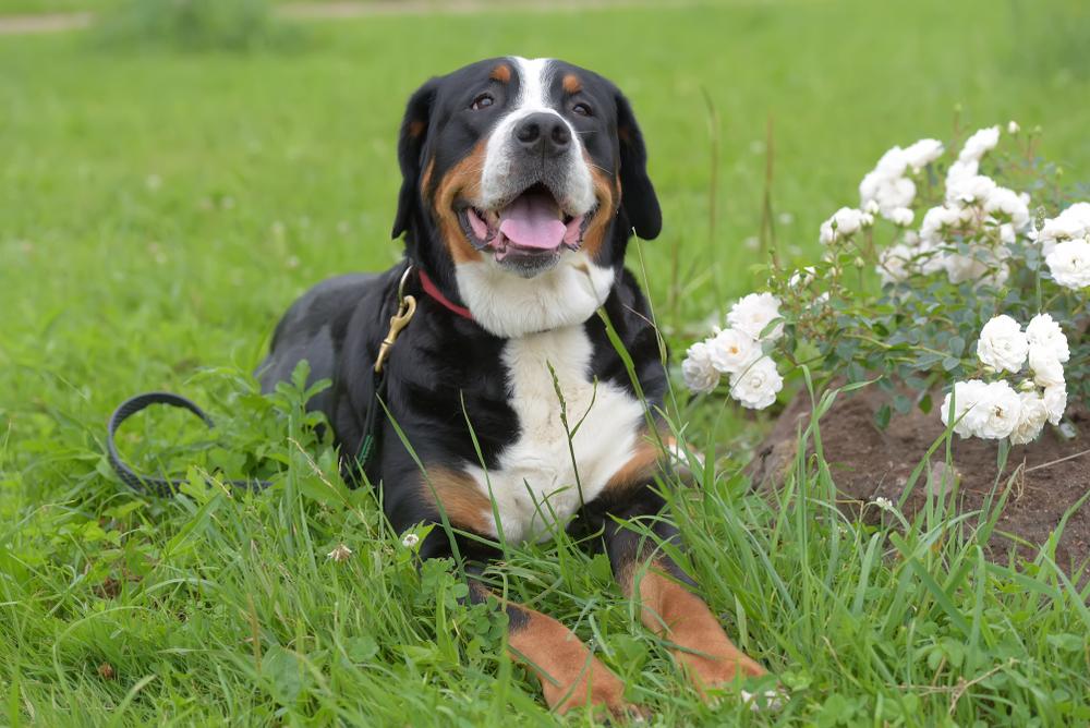 Большой швейцарский зенненхунд – самый крупный вид Большой швейцарский зенненхунд – самый крупный вид