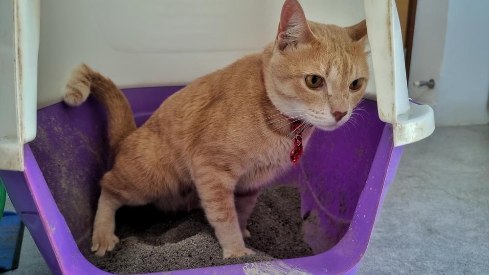 Симптомы нефрита у кошек