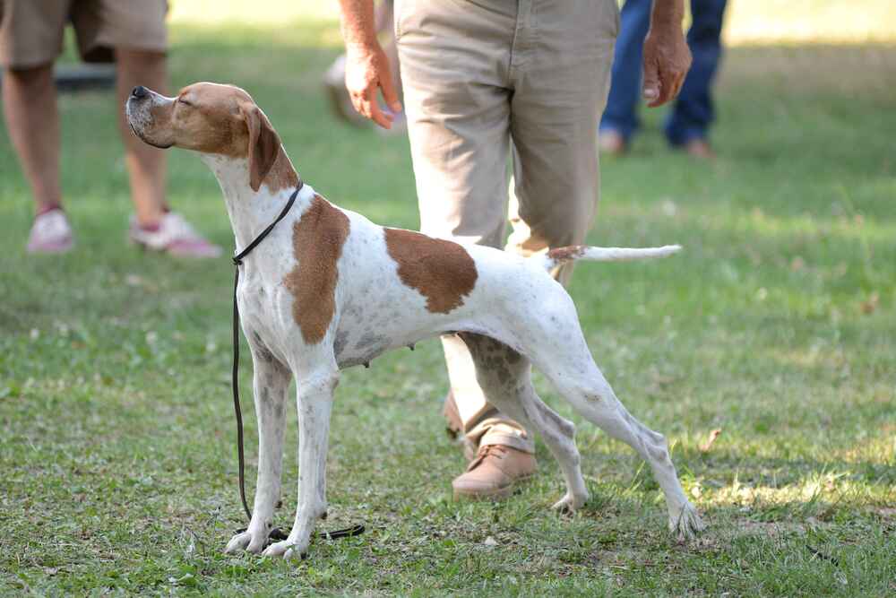 Чем кормить английского пойнтера?
