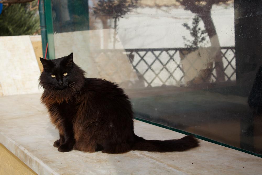 Как выглядит йоркская шоколадная кошка