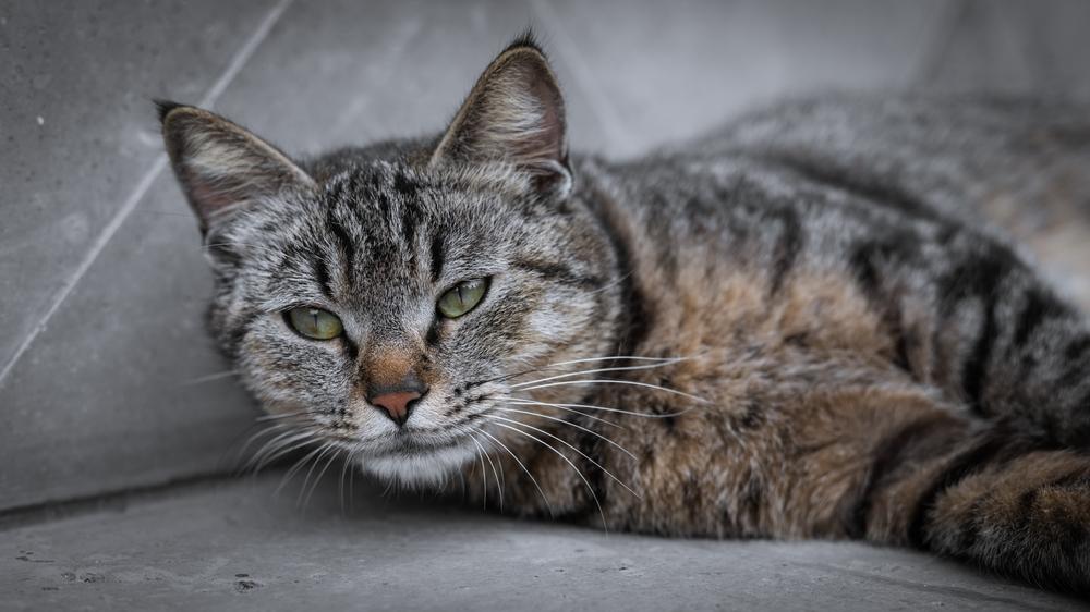 азиатские породы кошек: ли хуа