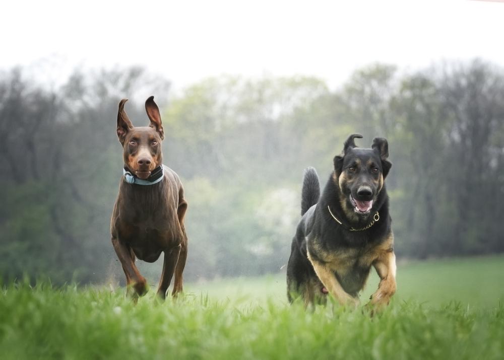 Доберман и немецкая овчарка на фото