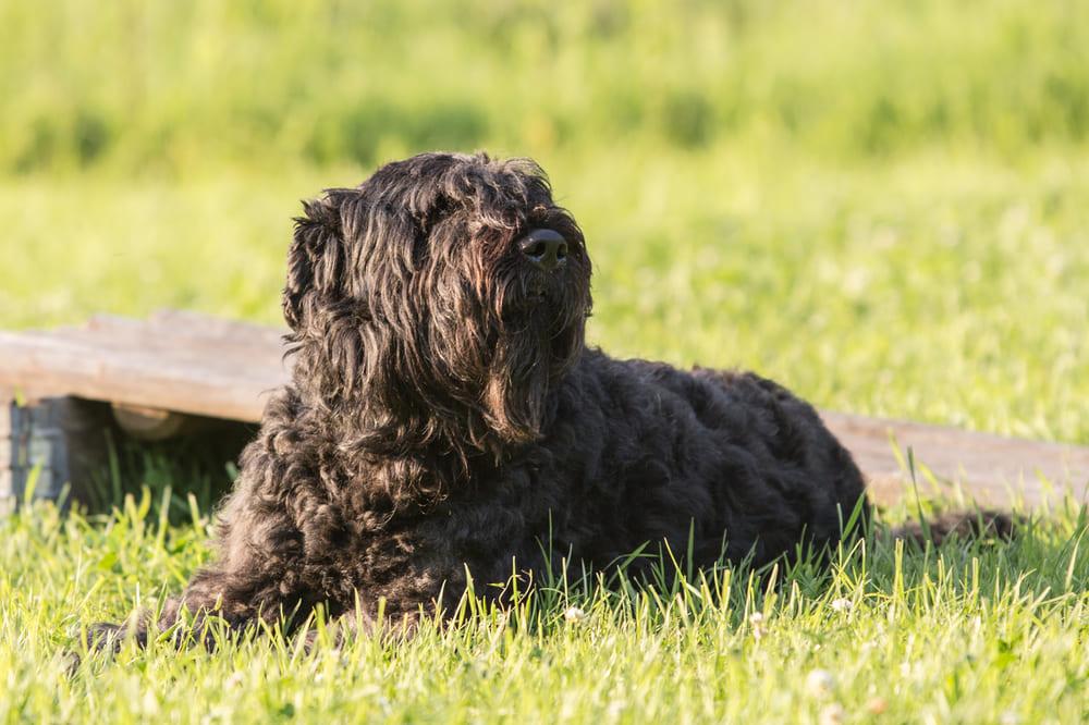 Фландрийский бувье должен быть активным