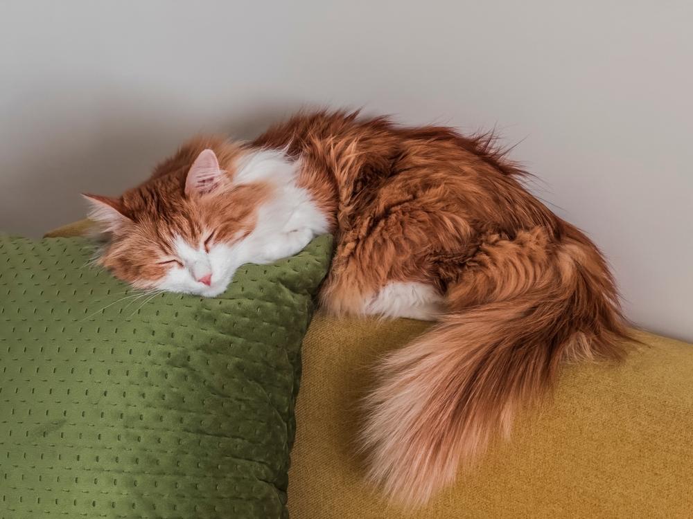 Отличия беспородной кошки от породистых кошек