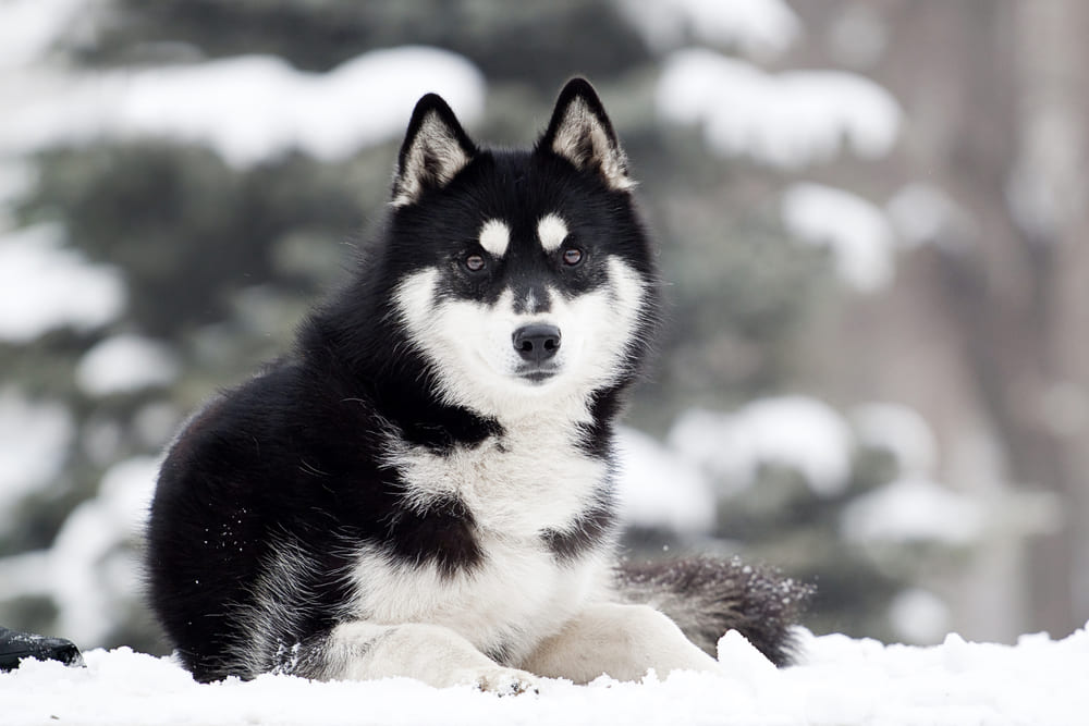 Сибирский хаски нуждается в воспитании