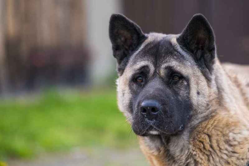 Взрослая американская акита на фотографии