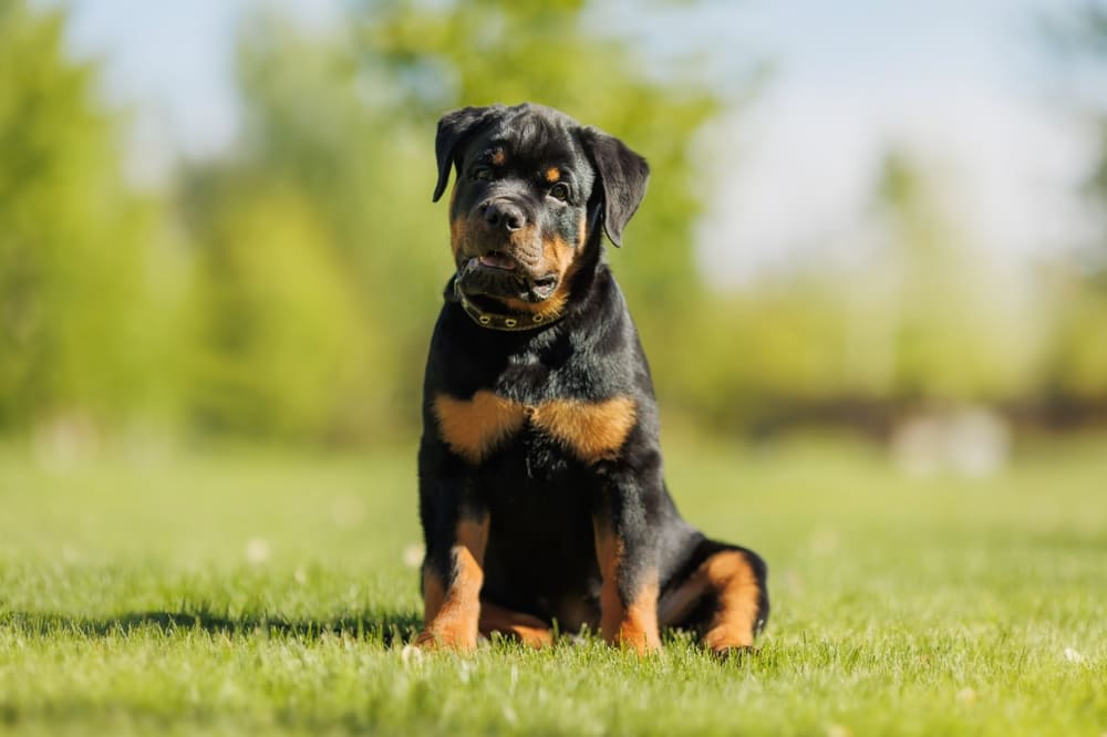 Надо контролировать, сколько весит ротвейлер по мере взросления