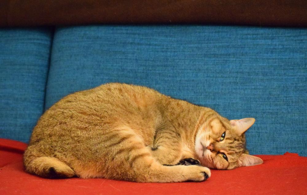 вязка пиксибоба