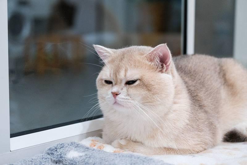 Гладкошерстные породы кошек: британская Гладкошерстные породы кошек: британская