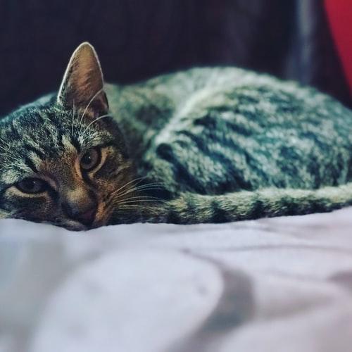 Кот целыми днями спит что делать. Смотреть фото Кот целыми днями спит что делать. Смотреть картинку Кот целыми днями спит что делать. Картинка про Кот целыми днями спит что делать. Фото Кот целыми днями спит что делать
