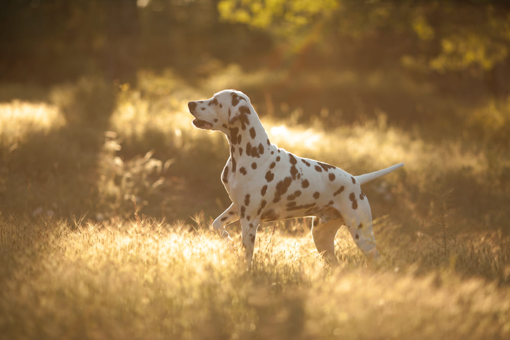 То, сколько проживет далматинец, зависит от наличия болезней