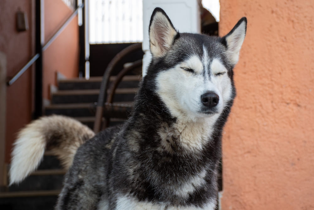 Хаски с течкой требует ухода