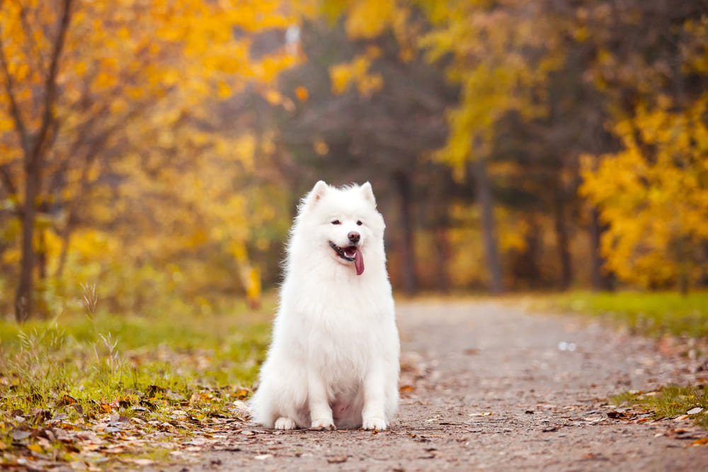 Самоед подходит для роли собаки-компаньона