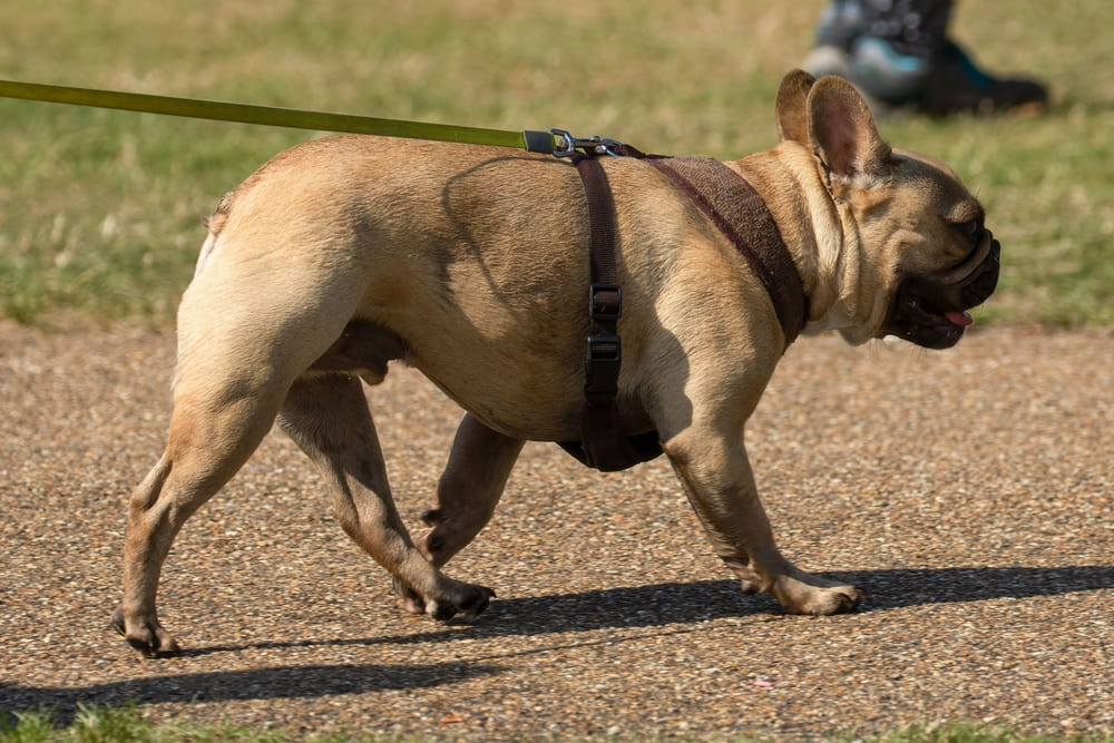 Французский бульдог нуждается в гигиене