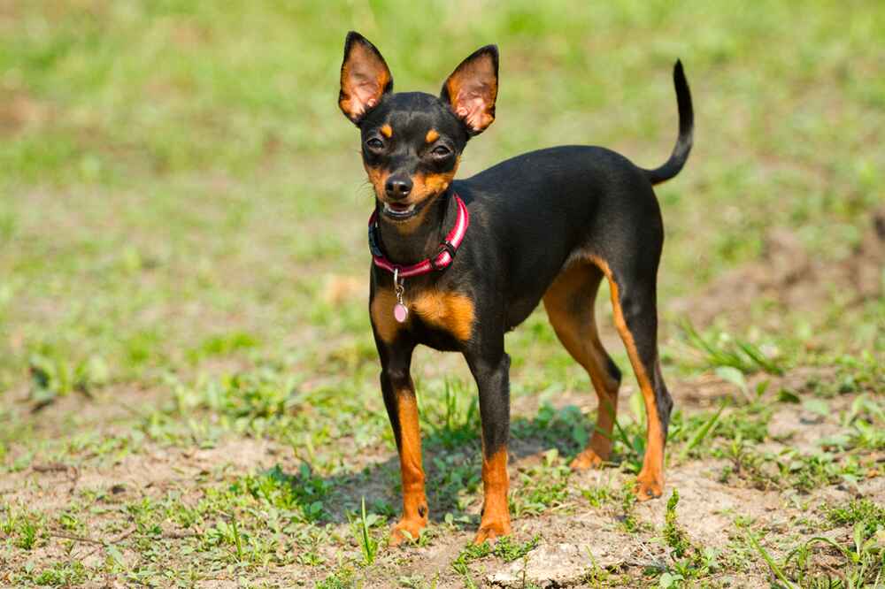 Владельцу важно знать, сколько этапов взросления проживает пражский крысарик