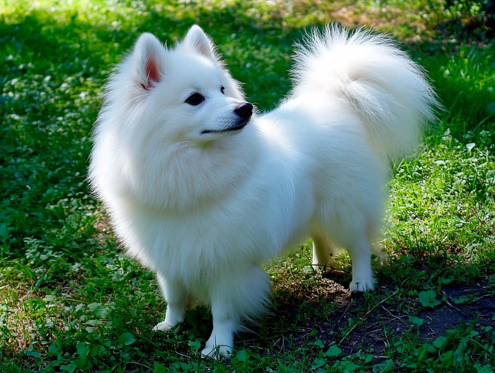 Вольпино итальяно – мелкая порода собак