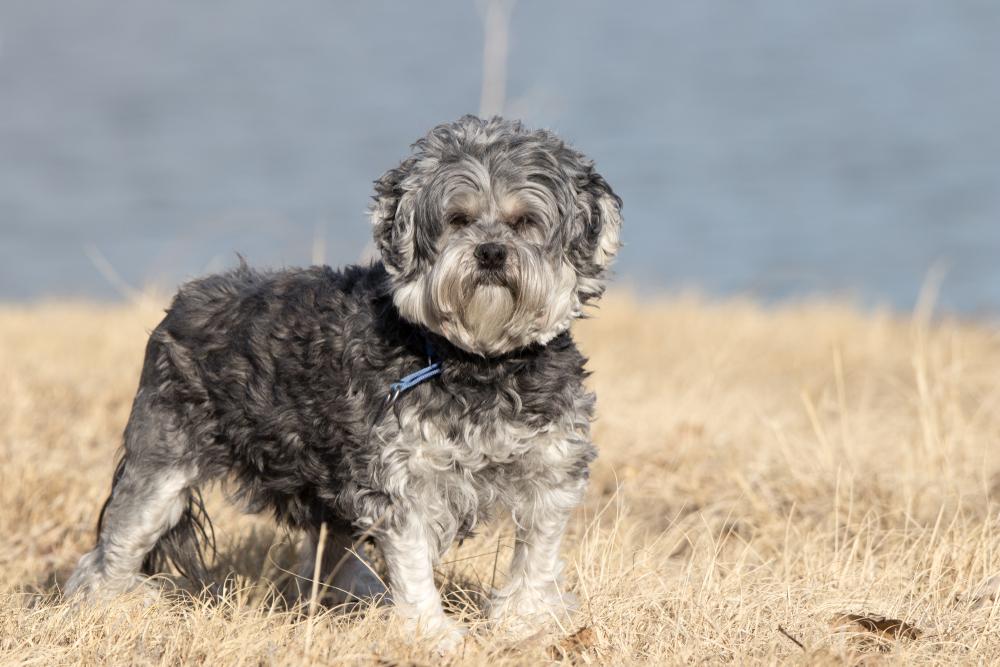 Особенности кормления малой львиной собаки 