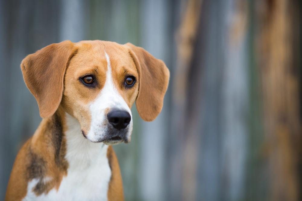 Уход и содержание харьера 