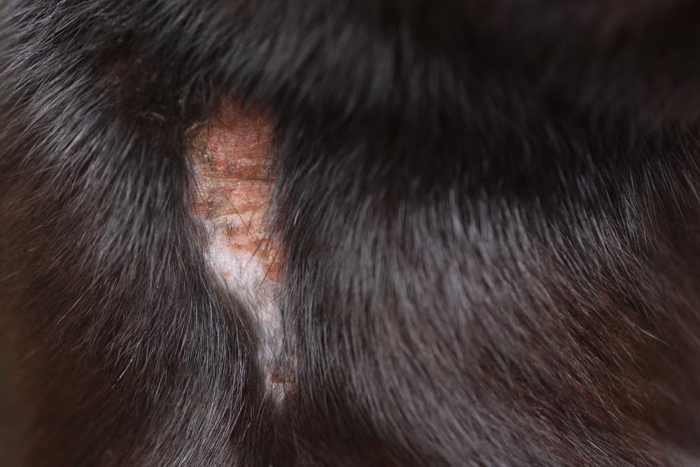 болячки на коже кошки из-за бактерий или грибков