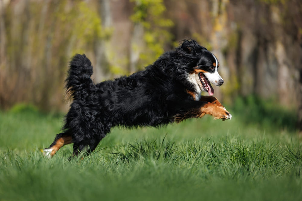 Бернские зенненхунды отличаются умом