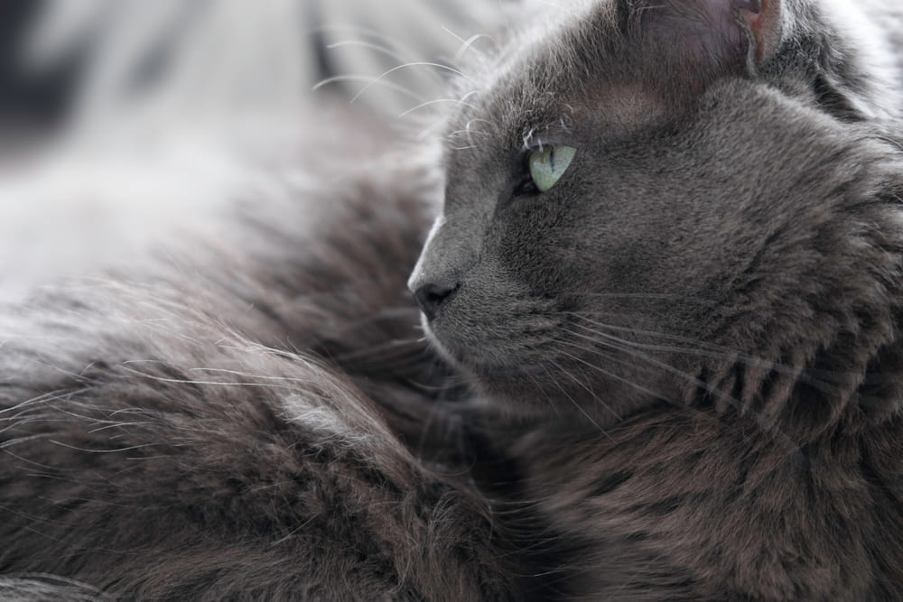 Владелец в силах повлиять на то, сколько проживет нибелунг