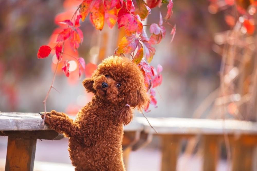 История происхождения той-пуделя