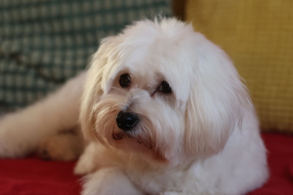 Котон-де-тулеар отличается дружелюбным характером