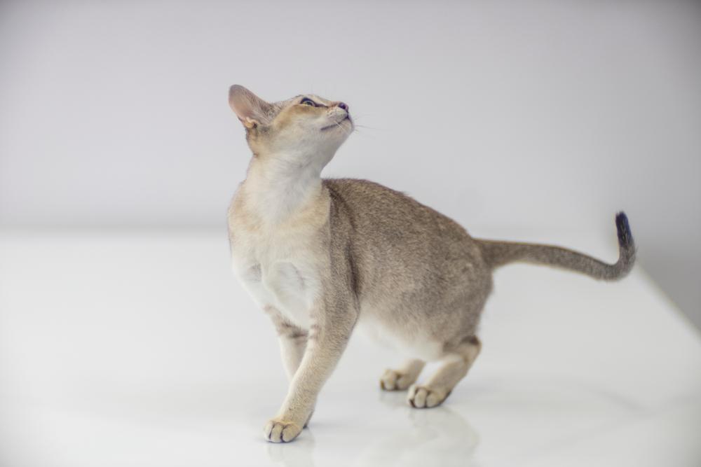 История происхождения сингапурской кошки