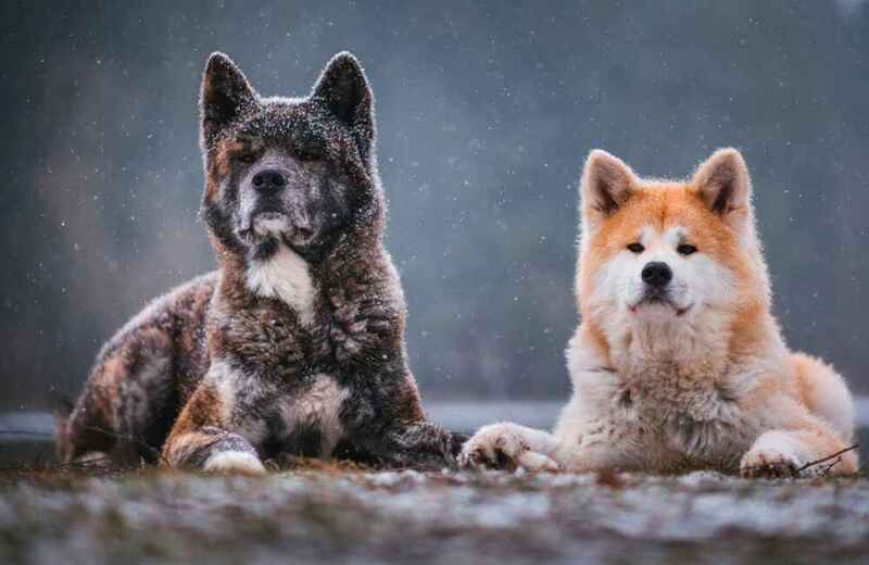 Какие болезни характерны для акита-ину?