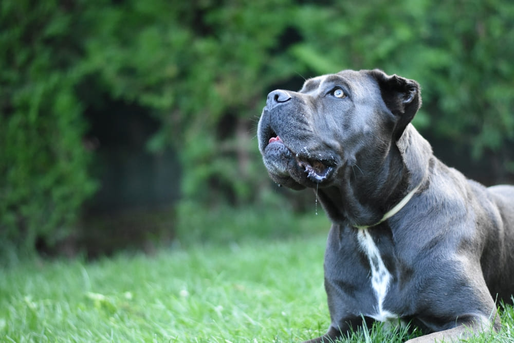 Во время течки у кане-корсо могут возникать осложнения
